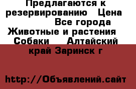 Предлагаются к резервированию › Цена ­ 16 000 - Все города Животные и растения » Собаки   . Алтайский край,Заринск г.